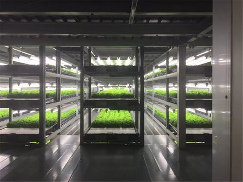 淳恩植物工場(chǎng) 生物科技與可持續(xù)發(fā)展融合的未來農(nóng)業(yè)模式